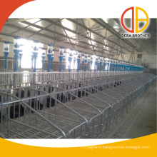 pig farm equipment auto feeding line